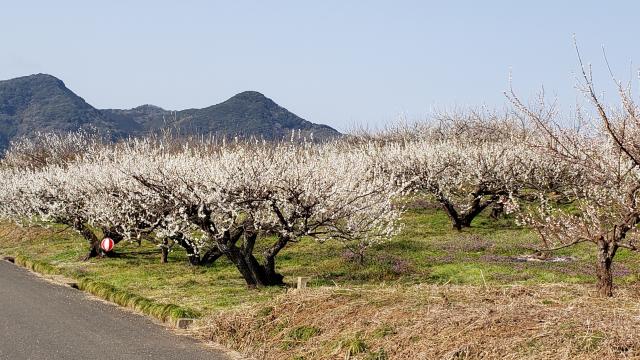 三里牛尾梅まつりの画像