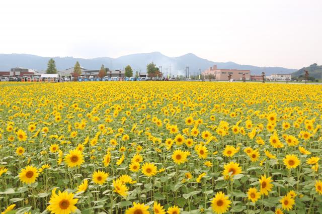 アイルひまわりまつりの画像
