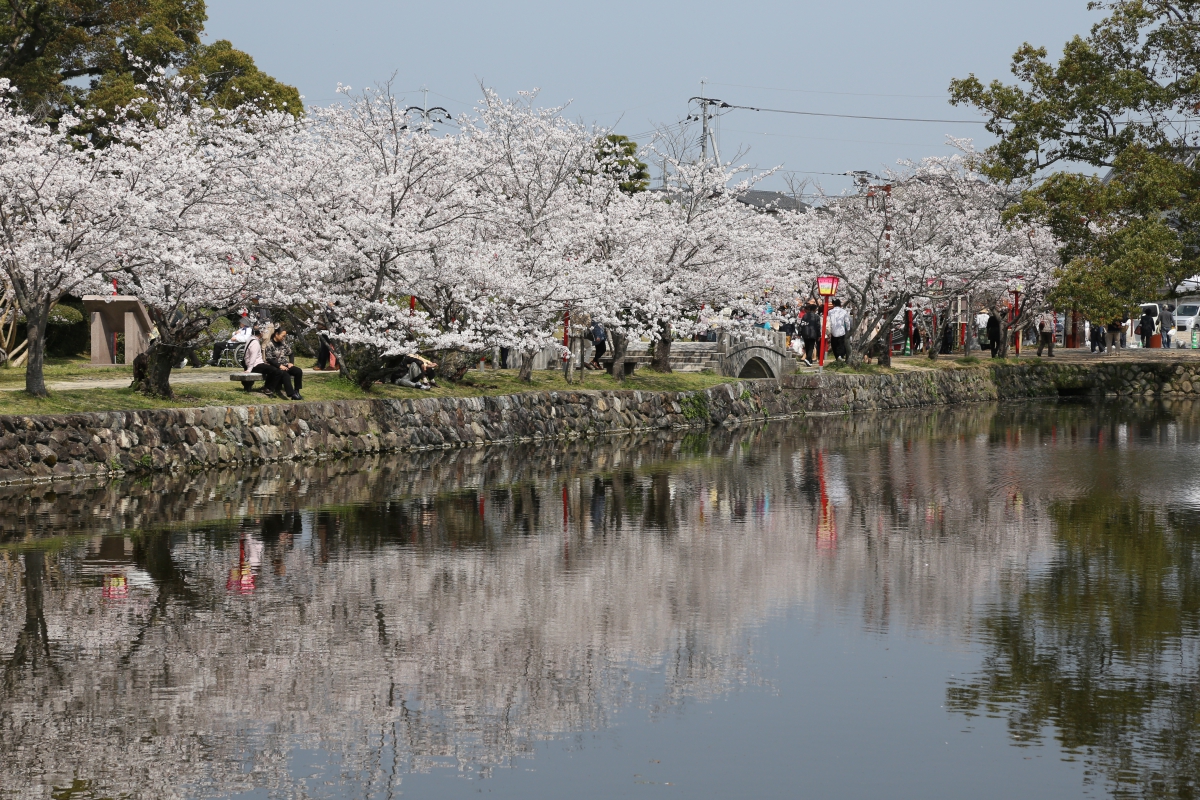 桜写真1