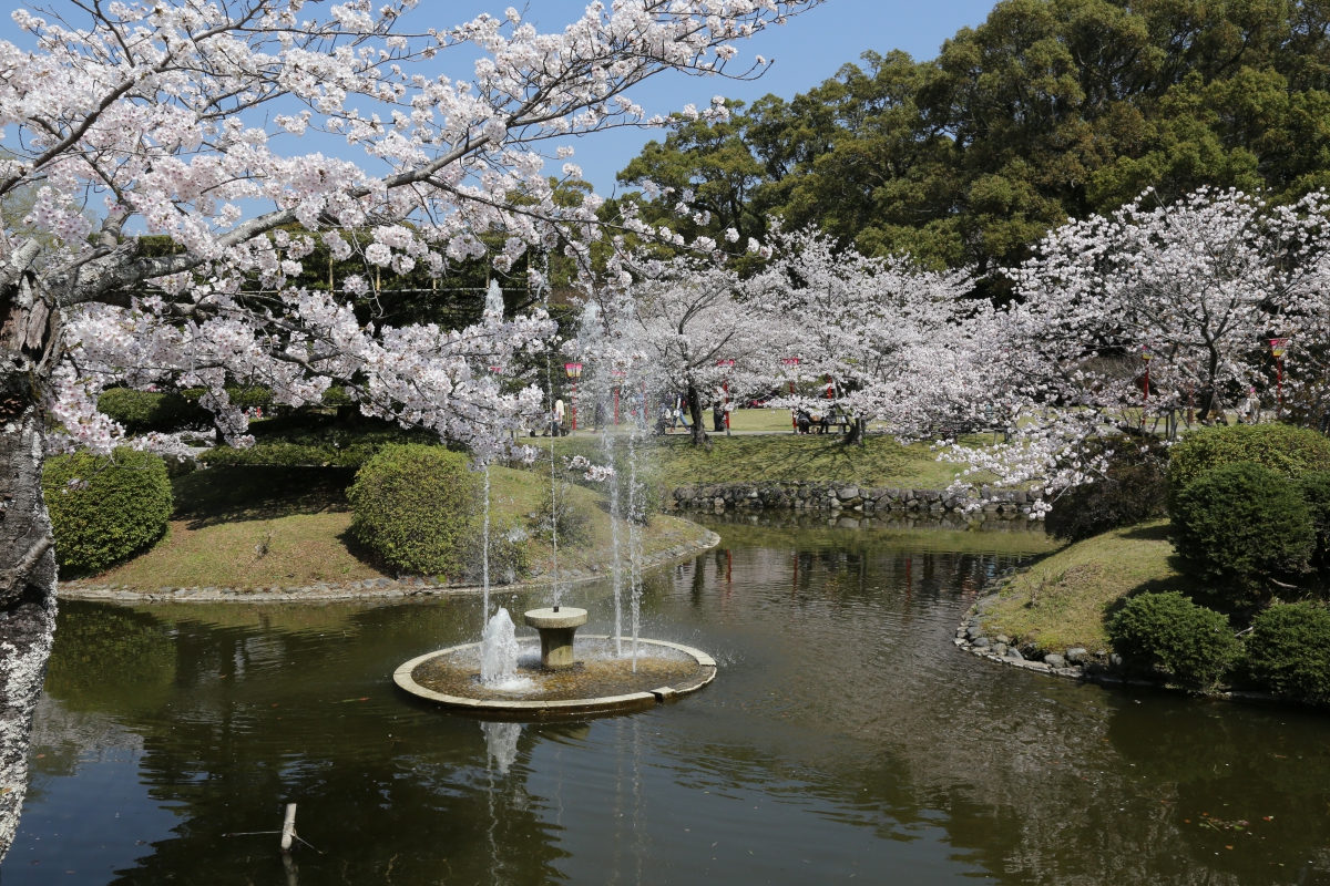 小城 公園 桜