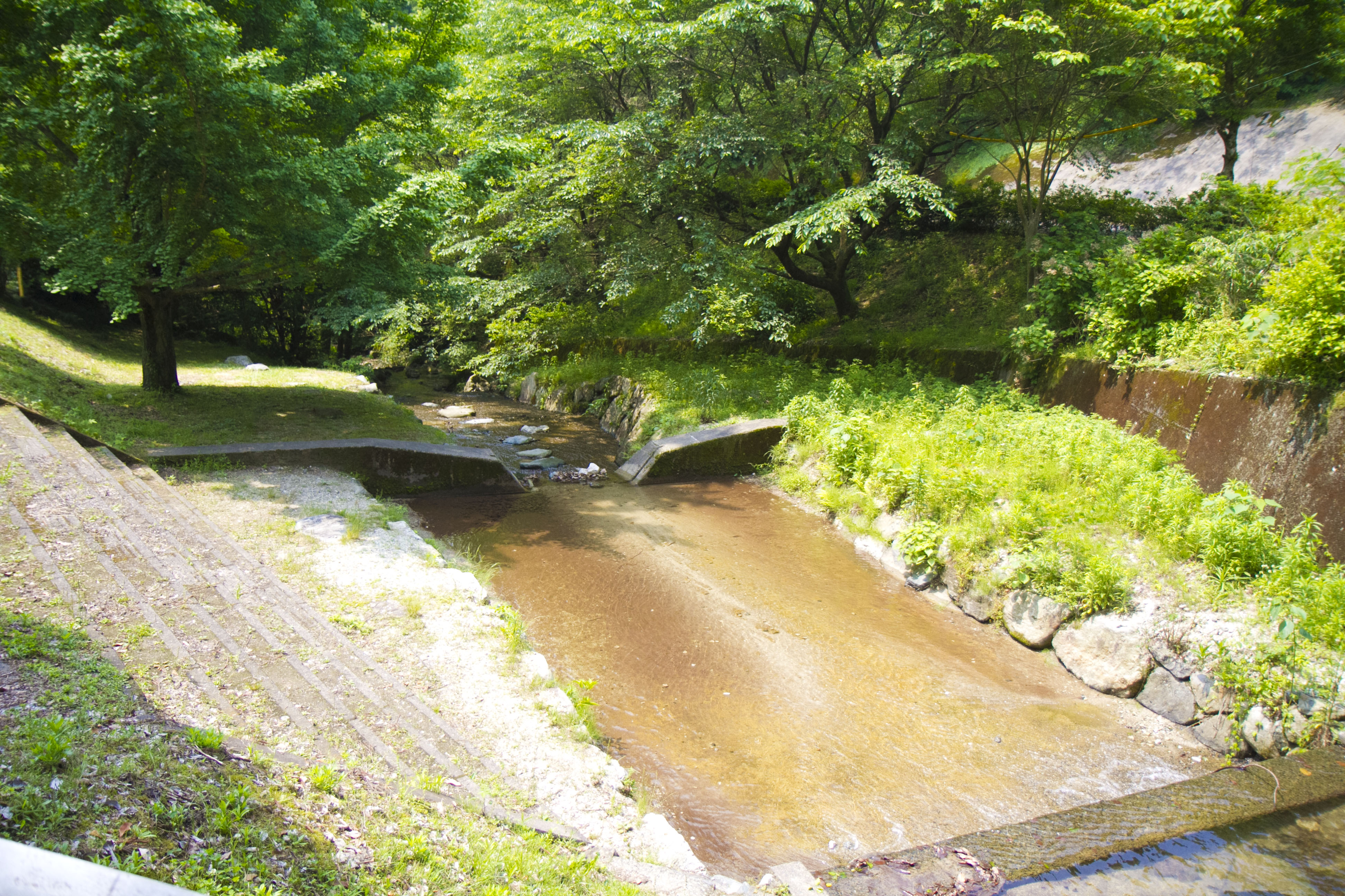 親水公園の写真。水と緑のコントラスト。