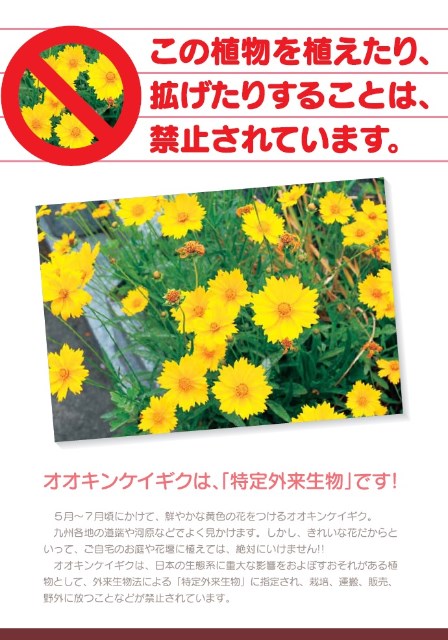 オオキンケイギクチラシ　オオキンケイギクは一見可憐な黄色い花です。