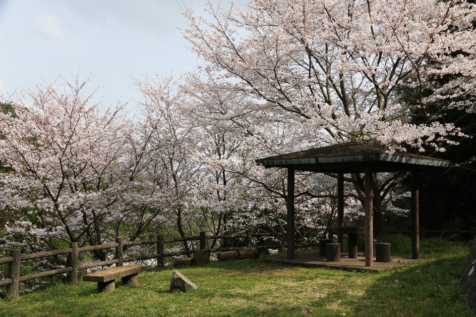 夢とロマンの丘公園の桜