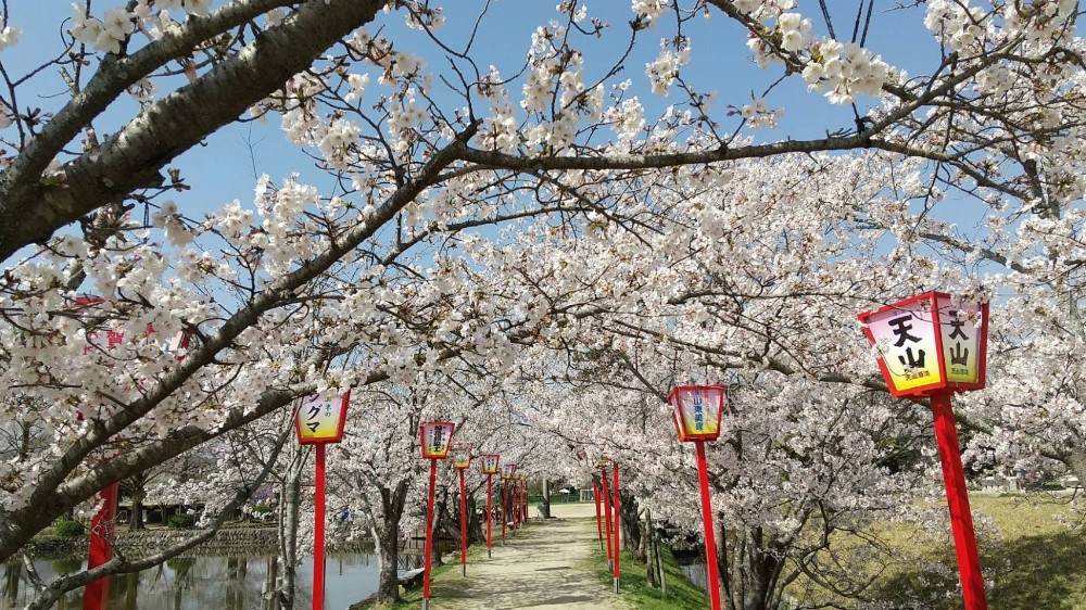 満開の小城公園