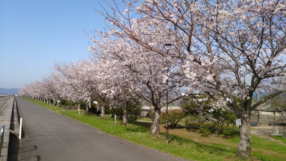 堤防の桜並木