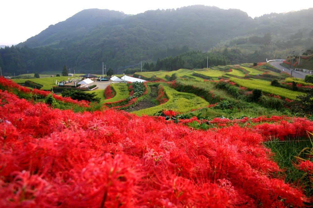 江里山地区の棚田風景