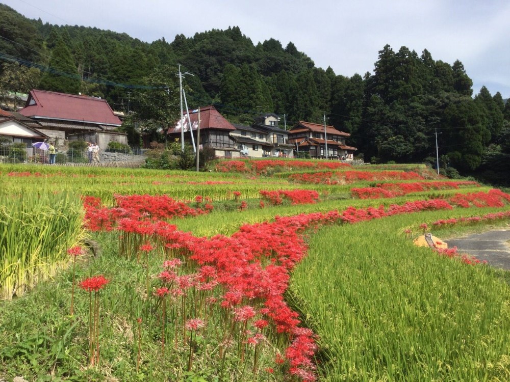 稲穂と彼岸花