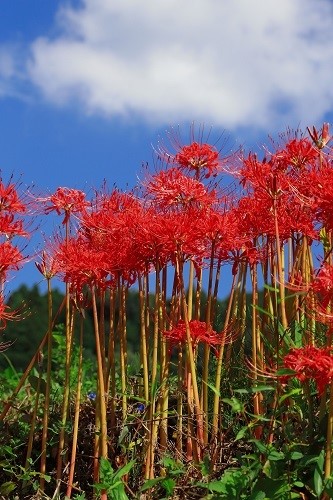 彼岸花と空の画像