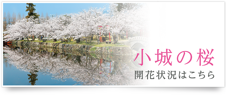 小城公園桜の開花状況