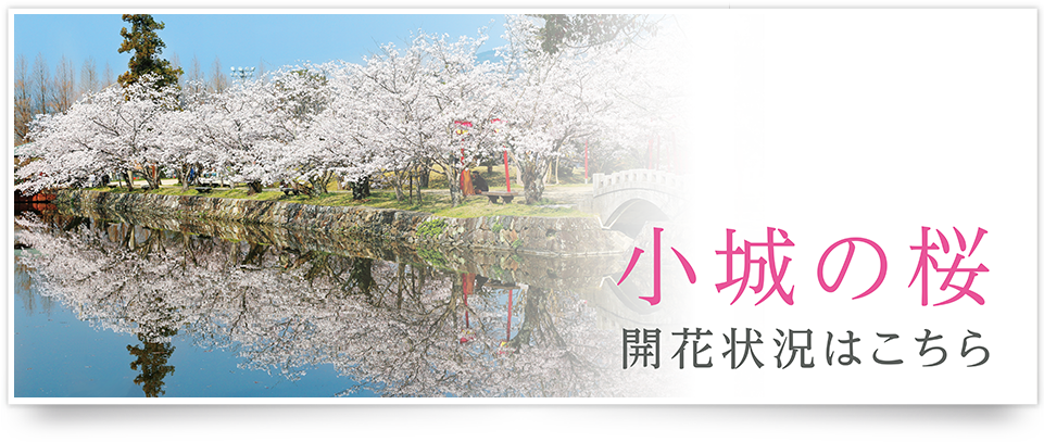 小城のさくら開花状況