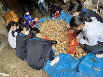 玉ねぎ干し