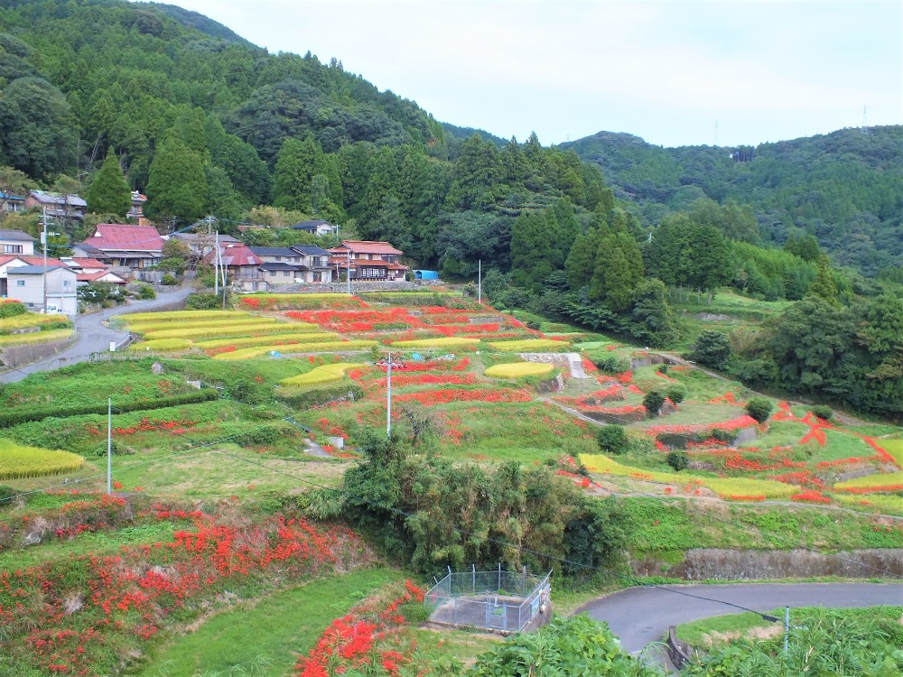 江里山棚田の彼岸花