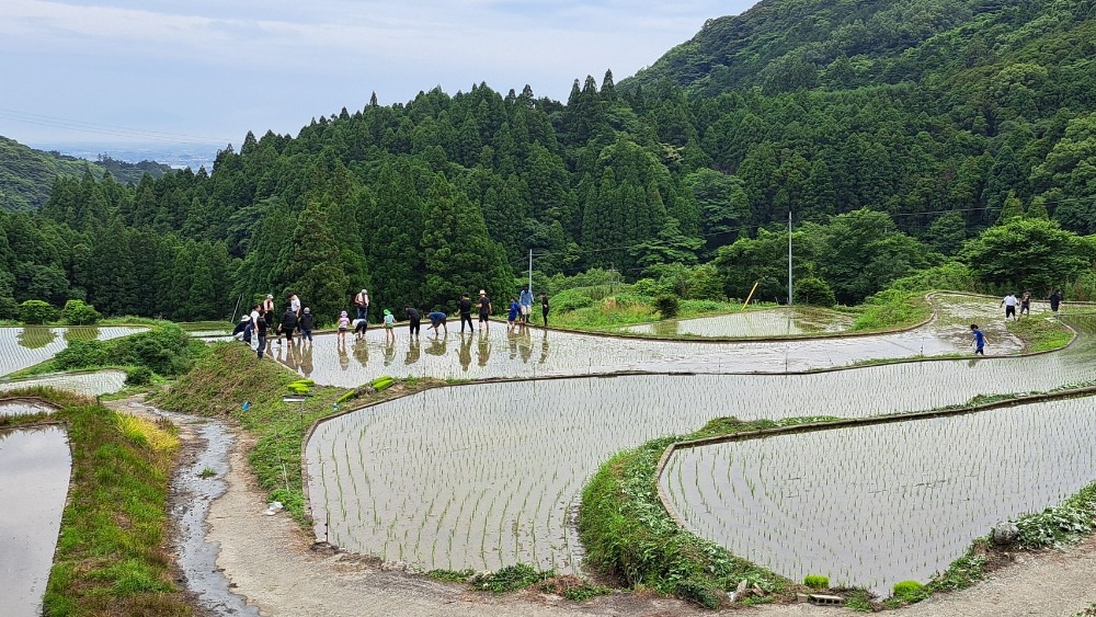 田植え全体