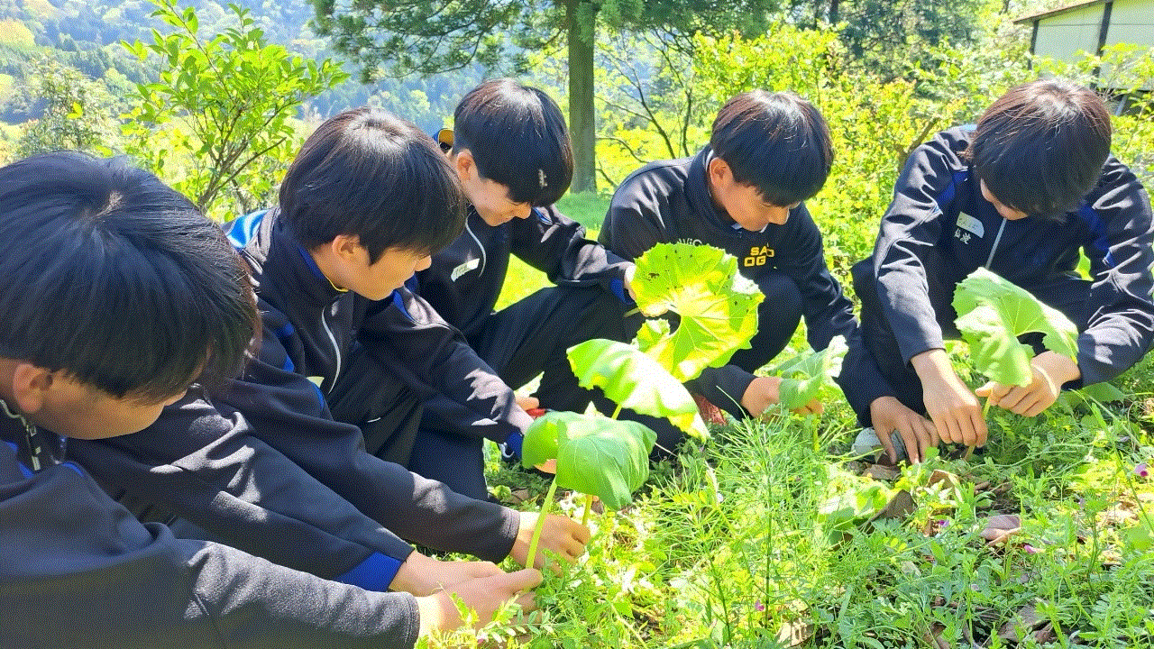 ふきを収穫している様子