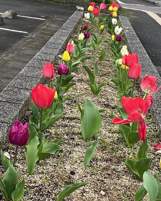 小城市役所庁舎前花壇チューリップ