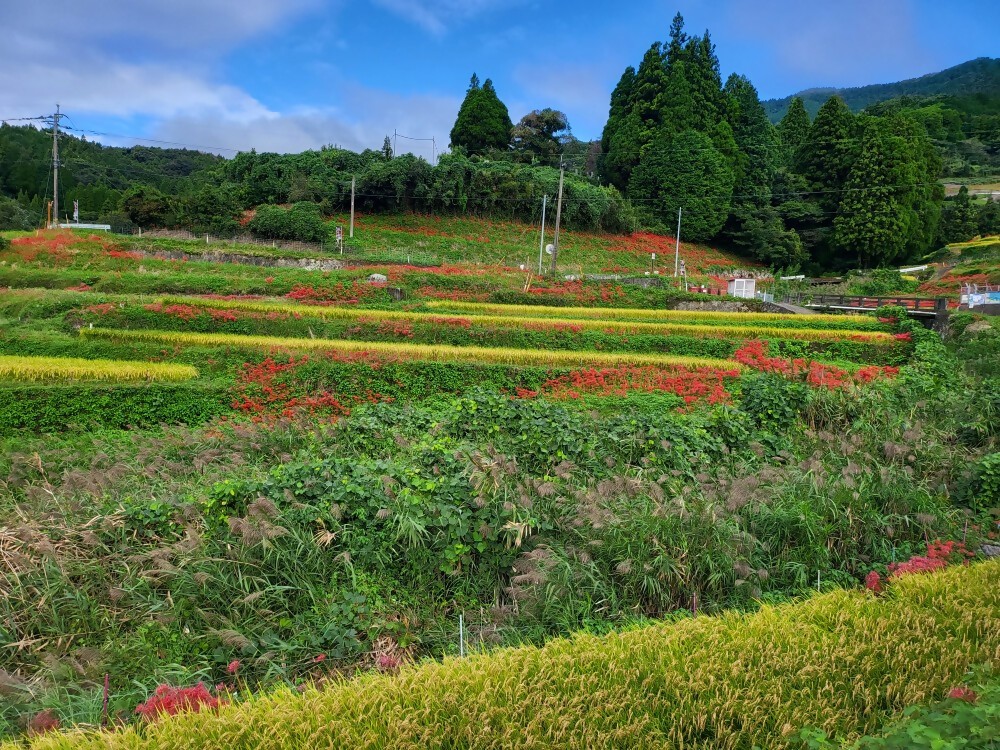 江里山鑑賞広場西