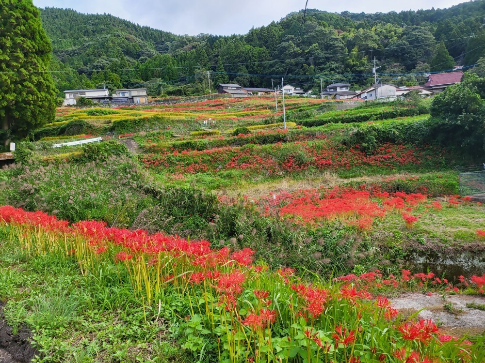 三叉路北