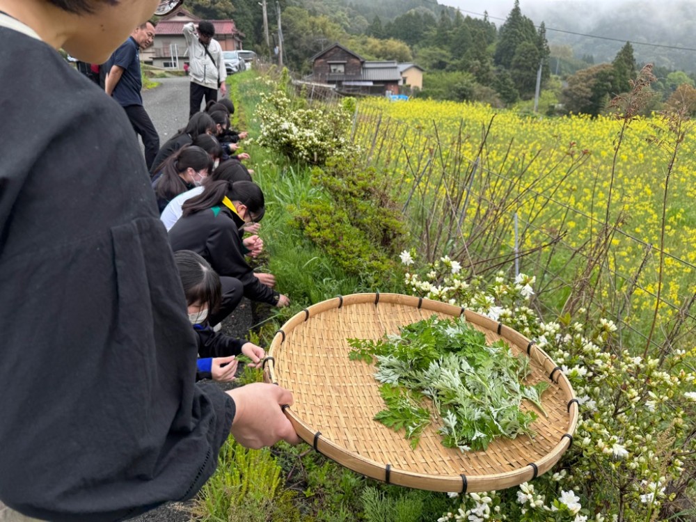 収穫した野草