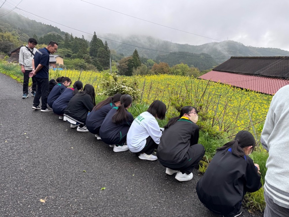 野草の収穫