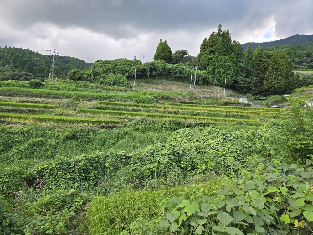 令和7年9月16日撮影の棚田