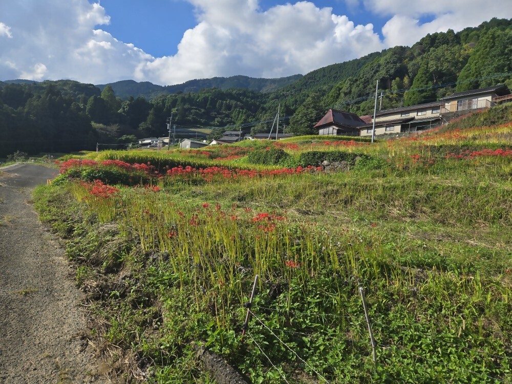 令和7年9月23日撮影の遊歩道