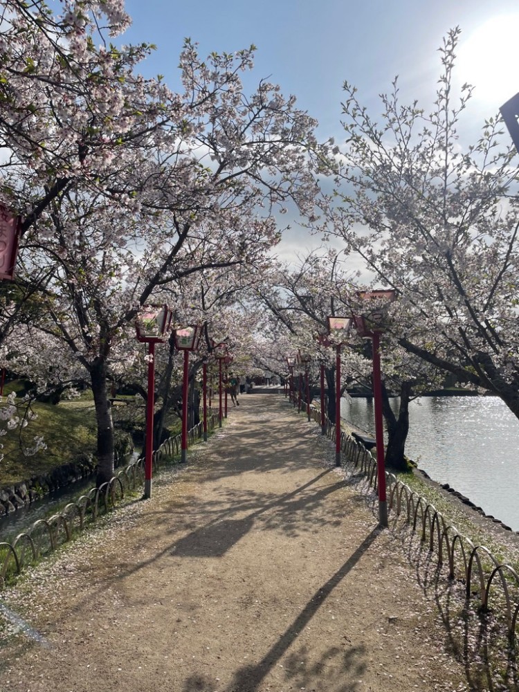 小城公園　桜　散り始め