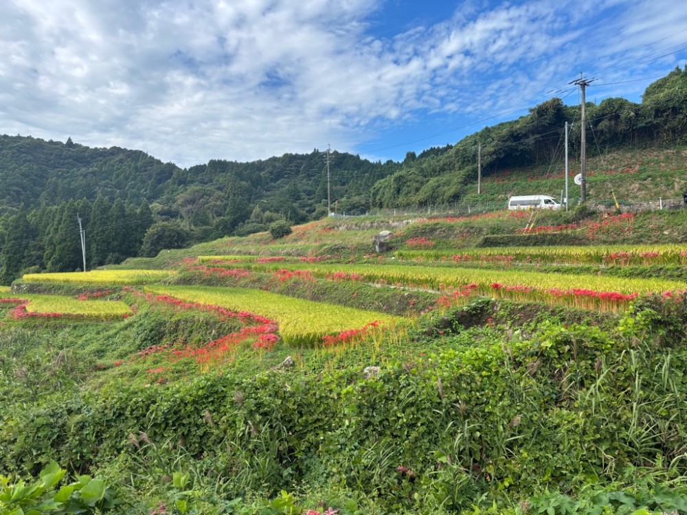 令和8年9月25日撮影の江里山棚田