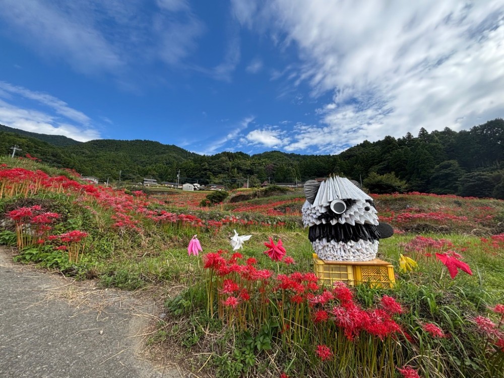 令和8年9月25日撮影の江里山棚田(2)