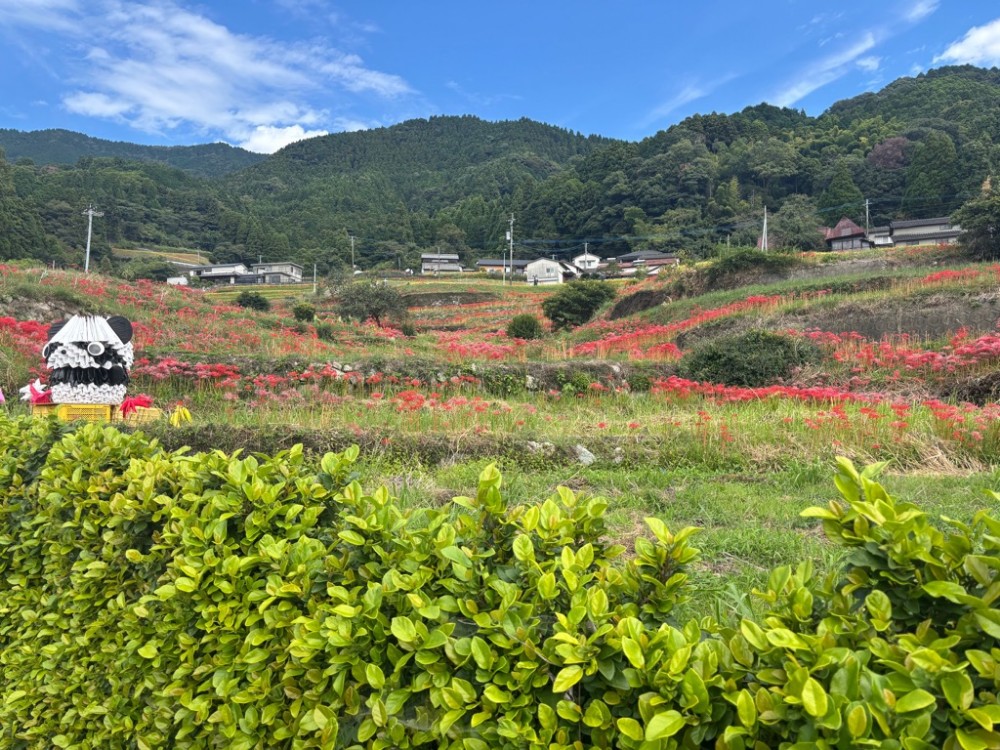 令和8年9月25日撮影の江里山棚田(3)