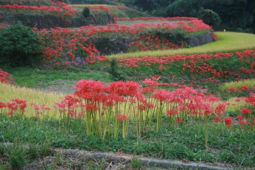 江里山のひがん花のようす