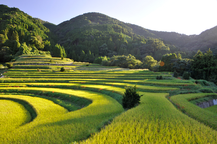 江里山棚田の写真