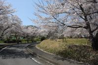 陽だまりの丘公園の桜