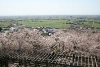 千葉公園の桜