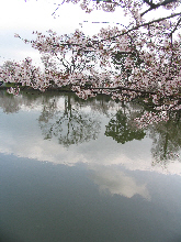 小城公園の桜