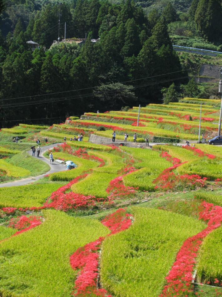 ひがん花が咲く江里山の棚田