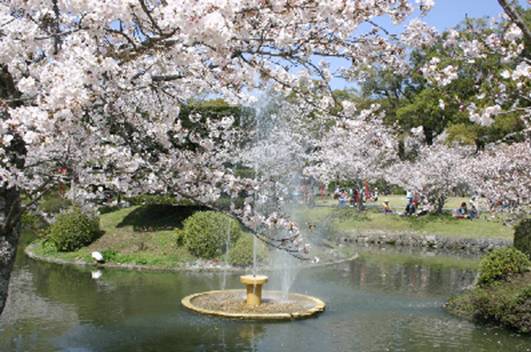 小城公園の桜（さくら）の画像
