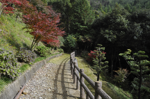 藤隠れの滝までの道