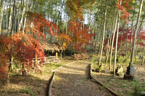 竹林の紅葉風景