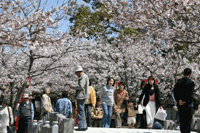 小城公園の桜