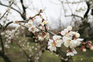 梅の花の画像