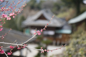 牛尾神社と梅の花の画像